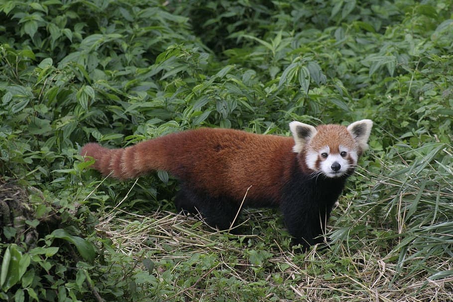 Sikkim